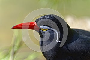 Inca tern bird mustache face