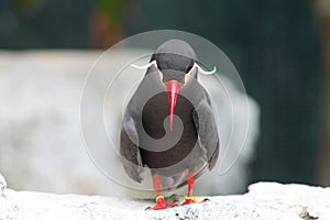 Inca Tern