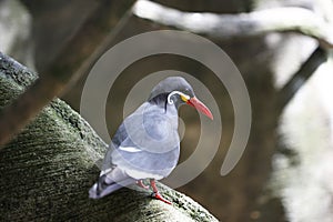 Inca tern bird