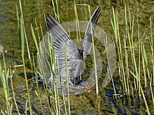 Inca tern bird swoops down into shallow water