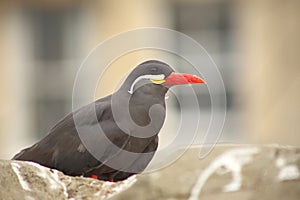 Inca tern, a bird with white moustache in a zoo.