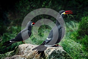 Inca Tern Birds