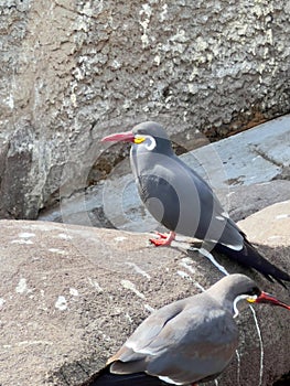 Inca tern birds stands on a stone.