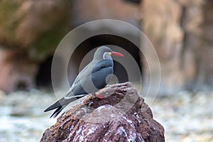 Inca tern in bronx zoo - bird with red beak