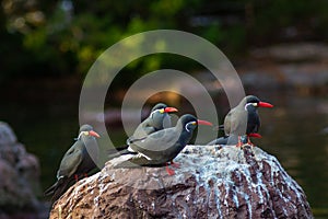 Inca tern in bronx zoo - bird with red beak