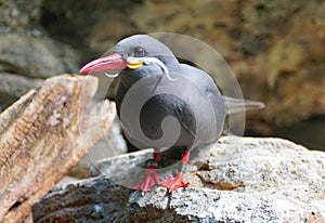 An Inca Tern, a grey bird with white whiskers