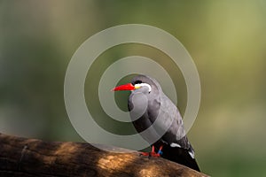 An Inca tern has made himself comfortable on a log.