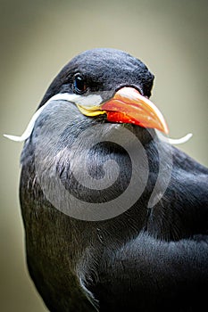 Inca tern head shot on a grey background