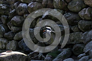 The inca tern, a large tern