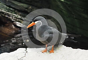 Inca Tern Or Larosterna Inca