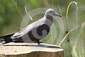 Inca tern Larosterna inca