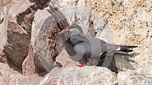 Inca tern Larosterna inca