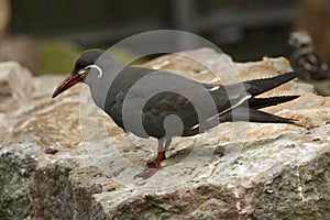 The Inca tern Larosterna inca.