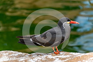 Inca tern Larosterna inca