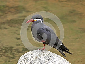 Inca Tern (Larosterna inca)