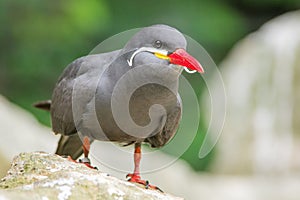 Inca Tern (Larosterna inca)