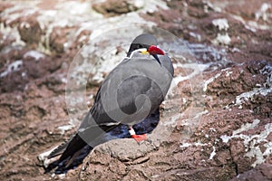 Inca Tern (Larosterna inca)