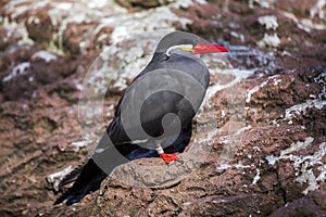 Inca Tern (Larosterna inca)