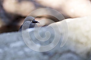 Inca Tern (Larosterna inca)