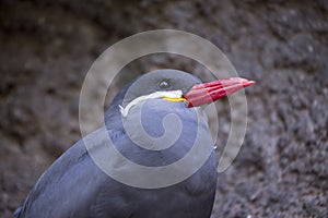 Inca Tern (Larosterna inca)