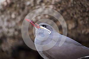 Inca Tern (Larosterna inca)