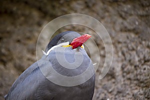 Inca Tern (Larosterna inca)