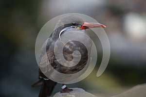 Inca Tern (Larosterna inca)