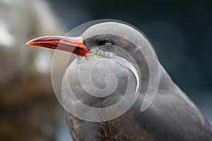 Inca Tern (Larosterna inca)