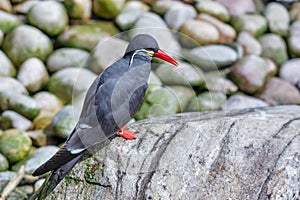 Inca Tern (Larosterna inca)