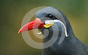 Inca Tern (Larosterna inca)