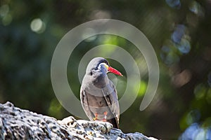 Inca Tern (Larosterna inca)