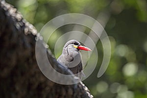 Inca Tern (Larosterna inca)