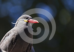 Inca Tern (Larosterna inca)