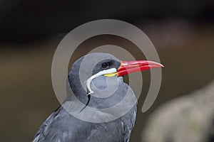 Inca Tern (Larosterna inca)