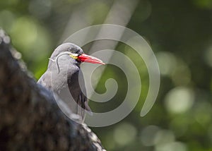 Inca Tern (Larosterna inca)