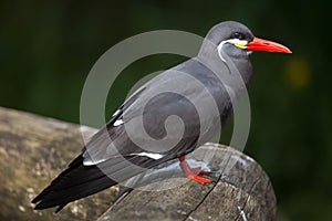 Inca tern (Larosterna inca).