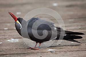 Inca tern (Larosterna inca).