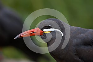 Inca tern (Larosterna inca).