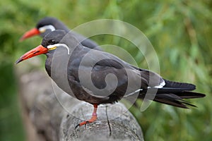 Inca tern Larosterna inca