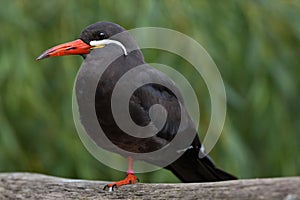 Inca tern (Larosterna inca).