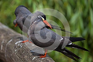 Inca tern (Larosterna inca).