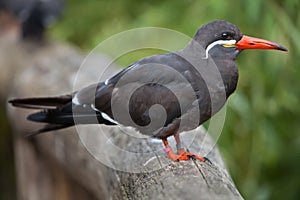 Inca tern (Larosterna inca).