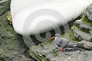 Inca tern Larosterna inca bird