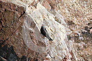 Inca tern Larosterna inca bird on the rock.
