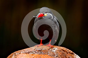 Inca Tern, Larosterna inca, bird on tree branch. Portrait of Tern from Peruvian coast. Bird in nature sea forest habitat. Wildlife