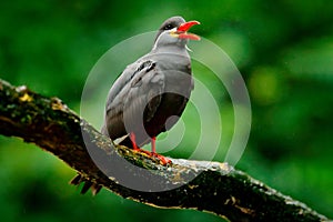 Inca Tern, Larosterna inca, bird on tree branch. Portrait of Tern from Peruvian coast. Bird in nature sea forest habitat. Wildlife