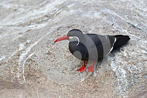 Inca Tern, Larosterna inca, bird on tree branch. Portrait of Tern from Peruvian coast. Bird in nature sea forest habitat. Wildlife