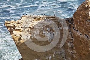 Inca tern, Larosterna inca, on the cliff, Paracas, Peru