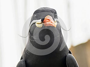 Inca Tern (larosterna inca) Close-up photo. Unusual sea bird with white mustache