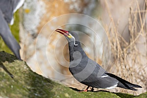 Inca Tern (Larosterna inca) - Exquisite Coastal Bird of South America